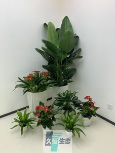 普陀办公室花卉绿植租摆简约组合